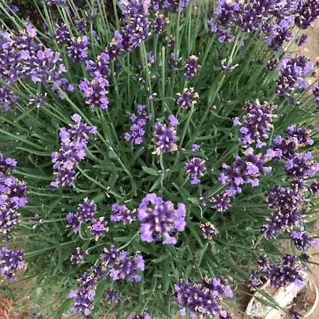 White Crow House Lägenhet *