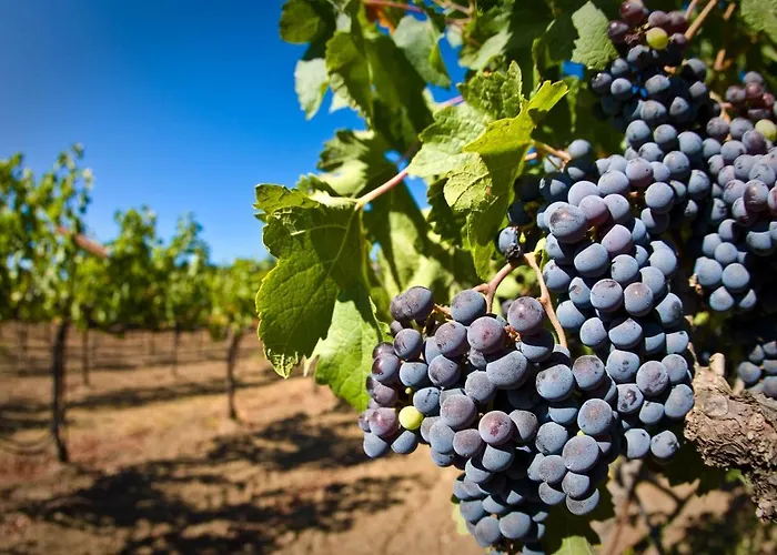 White Crow House Apartament Héviz