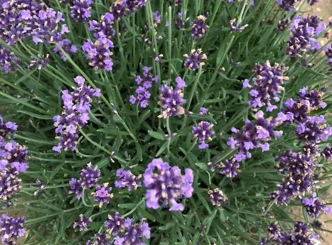 White Crow House Διαμέρισμα *